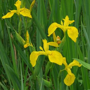Ирис болотный (Iris pseudacorus)