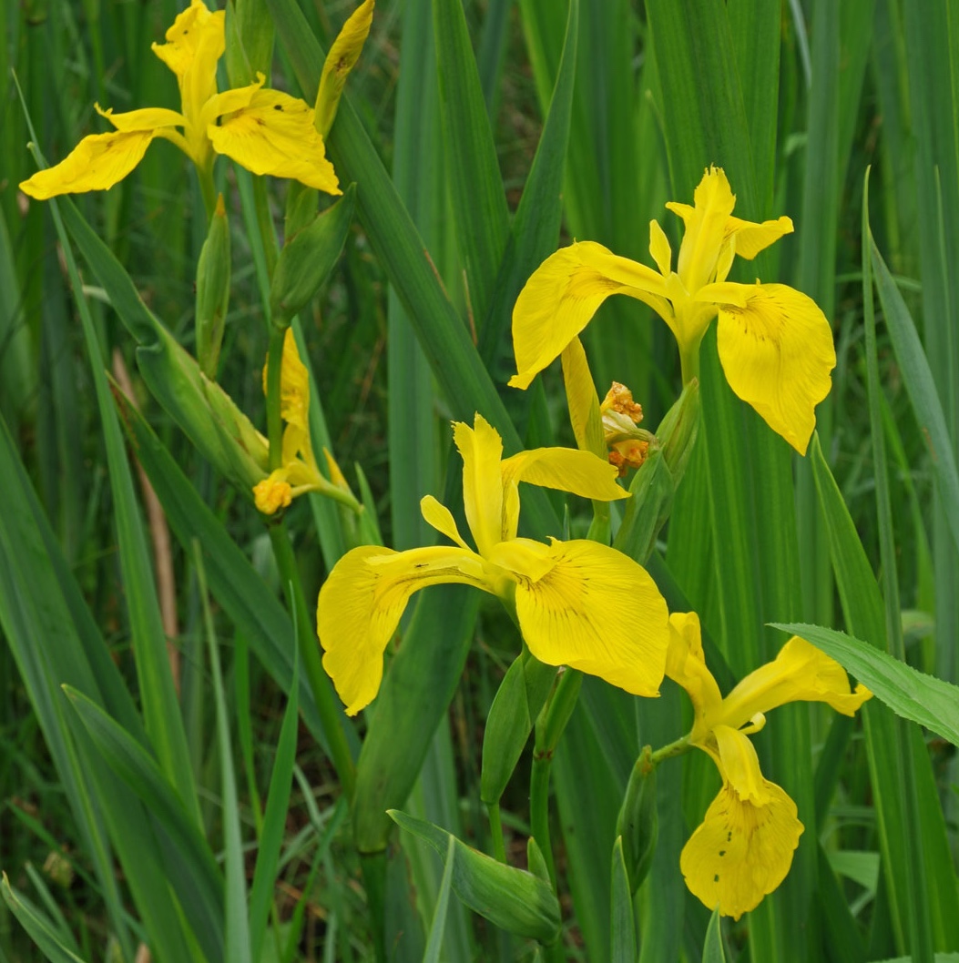 Iris pseudacorus