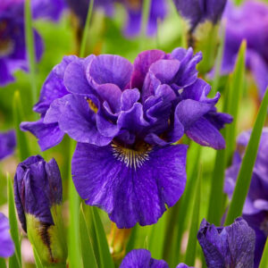 Iris sibirica "Concord Crush"
