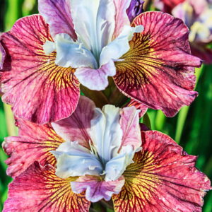 Iris sibirica "Painted Woman"