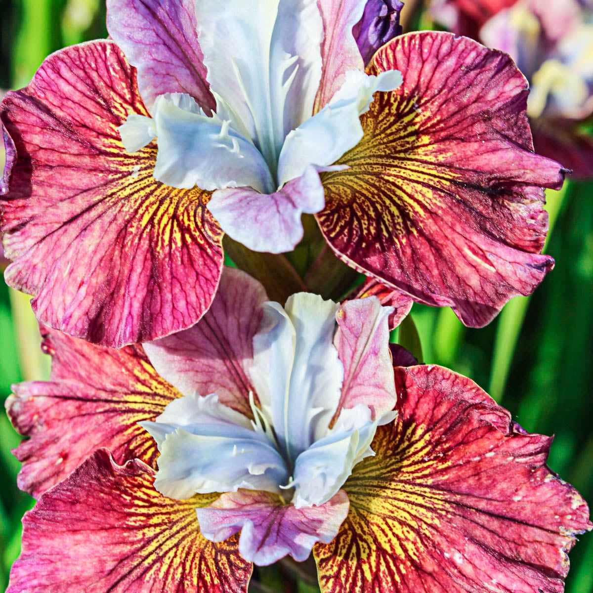 Iris sibirica "Painted Woman"