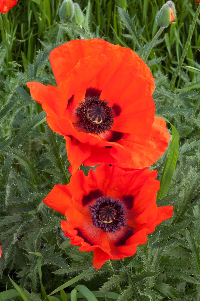 Austrumu magone Papaver orientale, 9 cm pods
