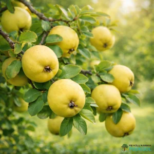 Flowering quince "Rondo", large (Chaenomeles superba)