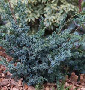 Juniperus chinensis "Blue Alps"