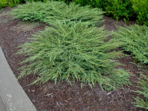Juniperus communis "Green Carpet"