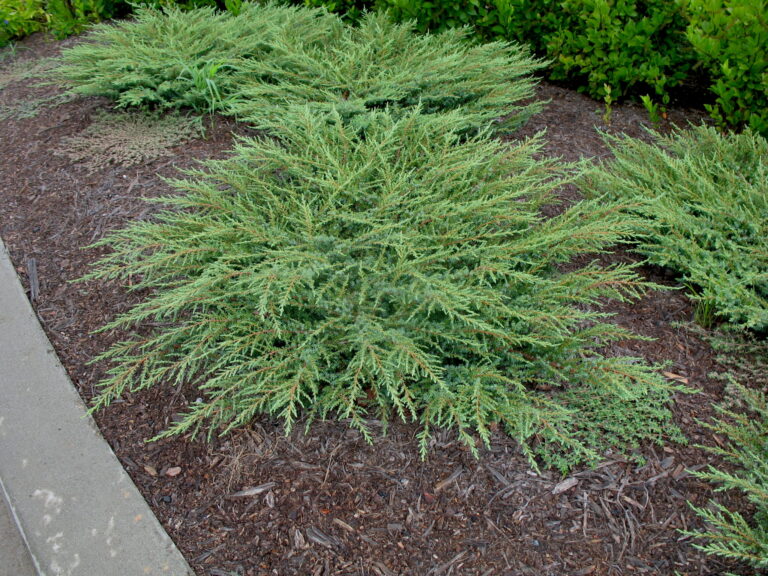 Juniperus communis "Green Carpet"