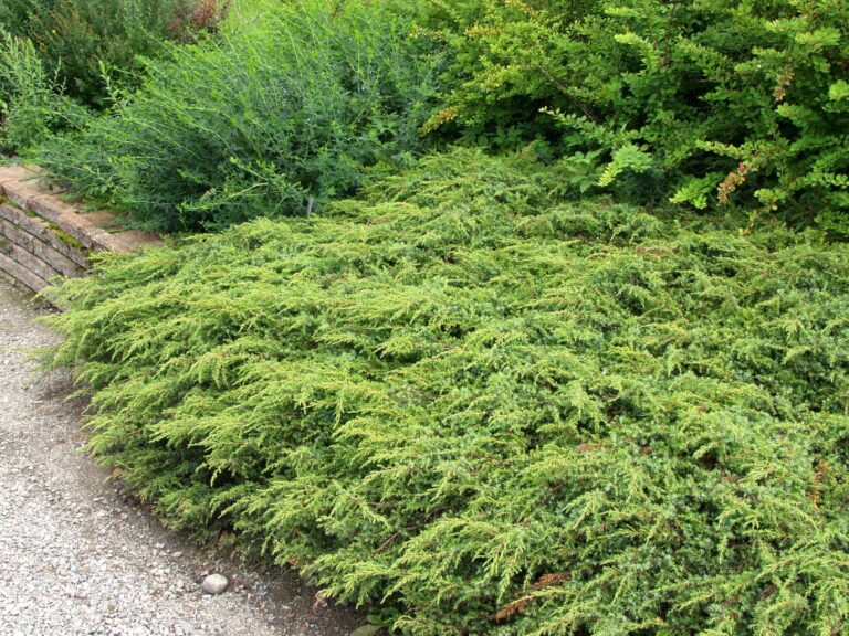 Juniperus communis "Repanda"