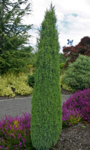 Juniperus communis "Compressa"