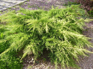 Juniperus × pfitzeriana "Old Gold"