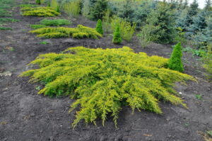 Juniperus pfitzeriana "Pfitzeriana Aurea"
