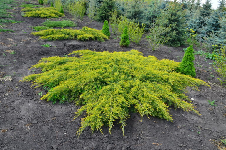 Juniperus pfitzeriana "Pfitzeriana Aurea"