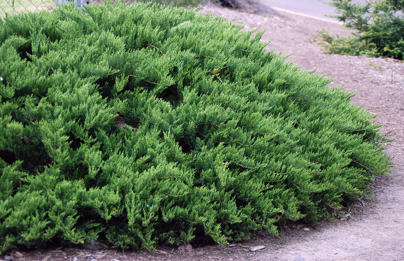 Juniperus sabina "Tamariscifolia"