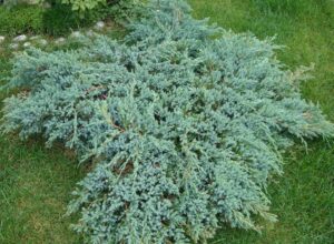 Juniperus squamata "Blue Carpet"