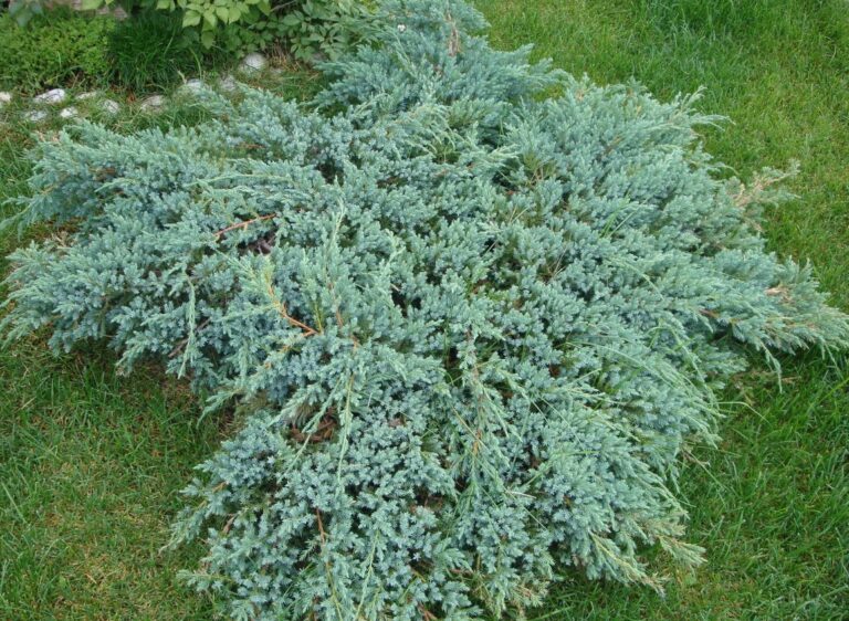 Juniperus squamata "Blue Carpet"