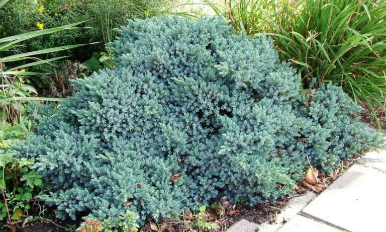 Juniperus squamata "Blue Star"