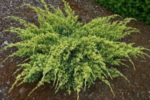 Juniperus squamata "Dream Joy"