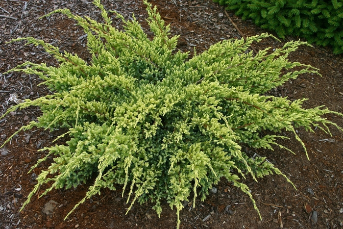 Juniperus squamata "Dream Joy"