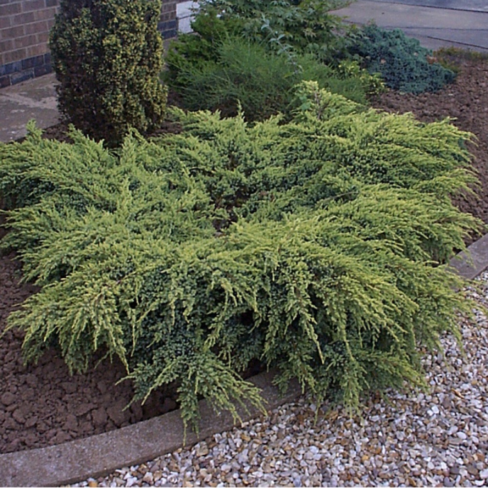 Juniperus squamata "Holger"