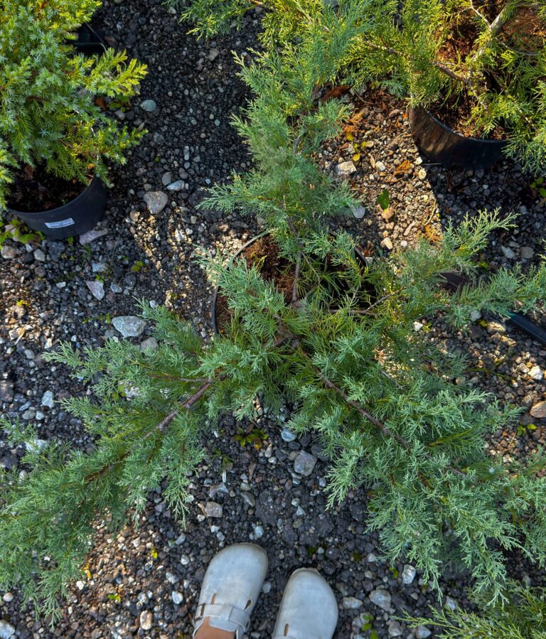 Juníperus virginiana "Hetzii"