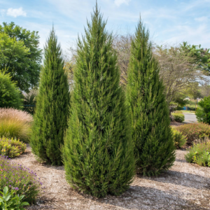 Chinese juniper Juniperus chinensis "Spartan"