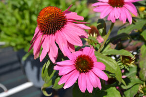 Echinacea purpurea "PollyNation Magenta"