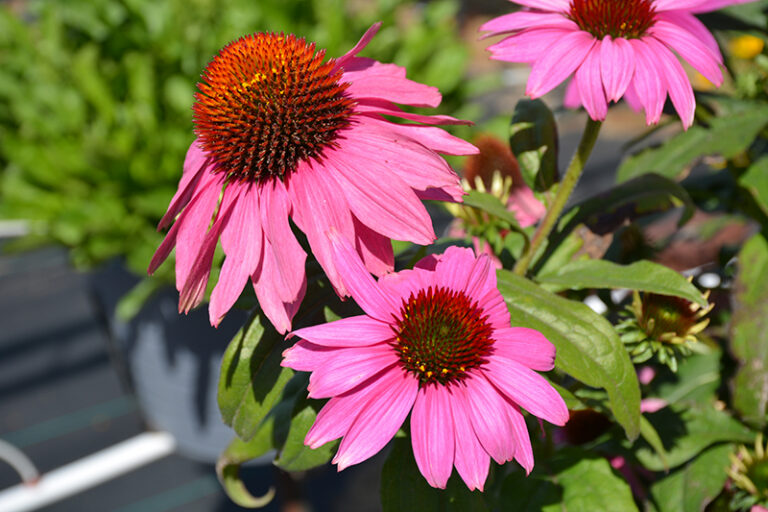 Echinacea purpurea "PollyNation Magenta"