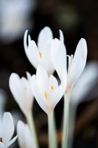 Colchicum autumnale "Album Plenum"