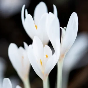 Colchicum autumnale "Album Plenum" (1)