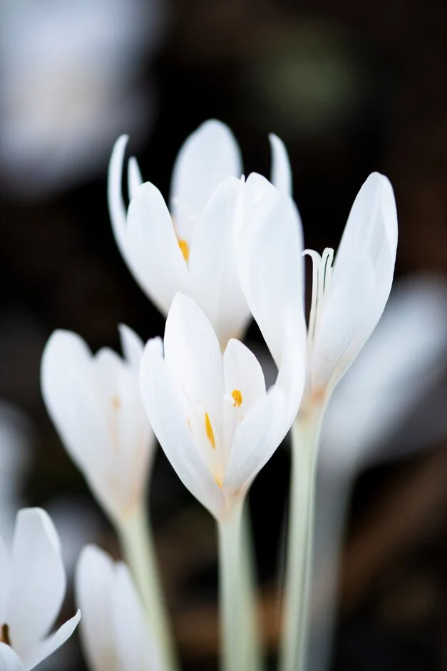 Colchicum autumnale "Album Plenum"