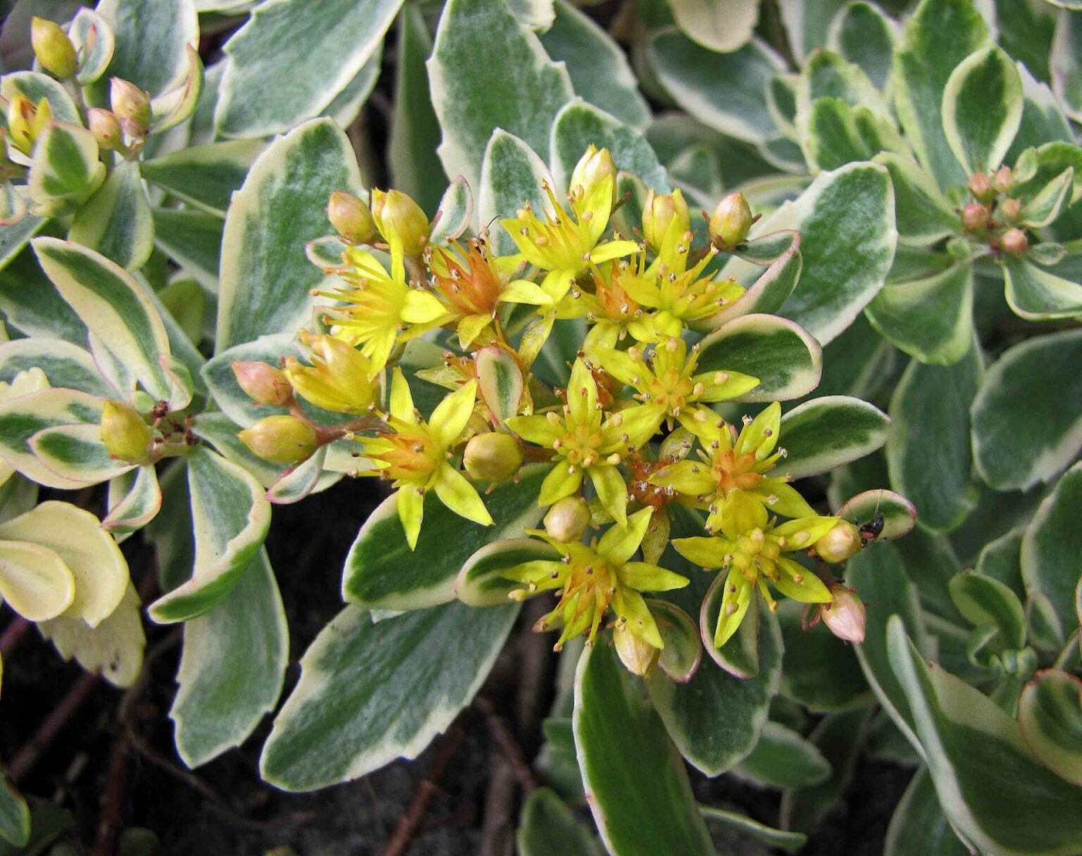 Sedum kamtschaticum "Variegata" P9 pott