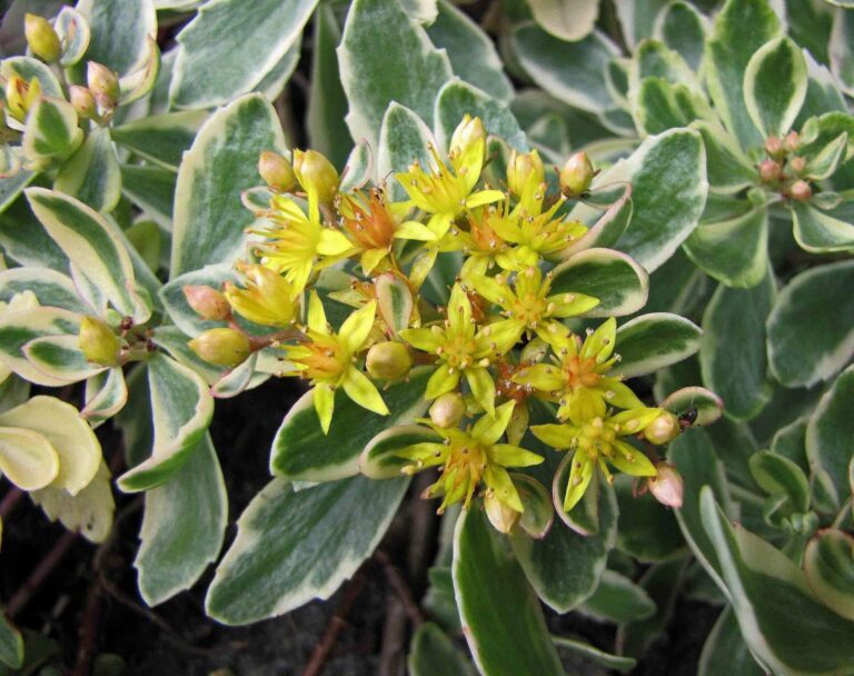 Sedum kamtschaticum "Variegata" P9 pott