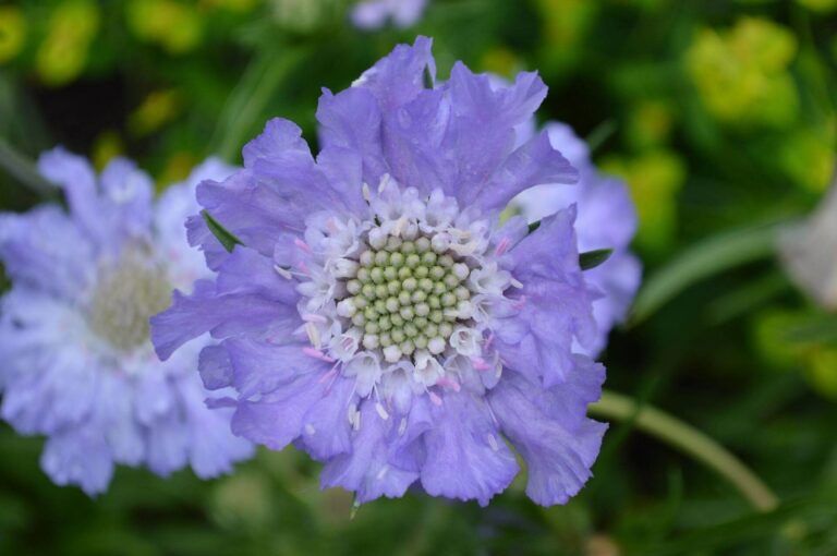 Scabiosa caucasica "Border Mixed"