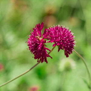 Knautia macedonica P9 pott