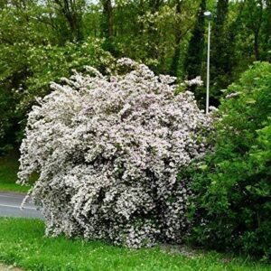 Kolkwitzia amabilis