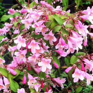 Kolkwitzia amabilis "Pink Cloud"