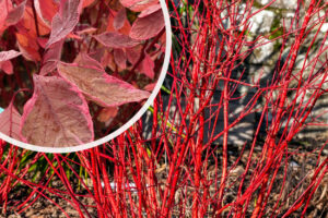 Cornus alba "Miracle"