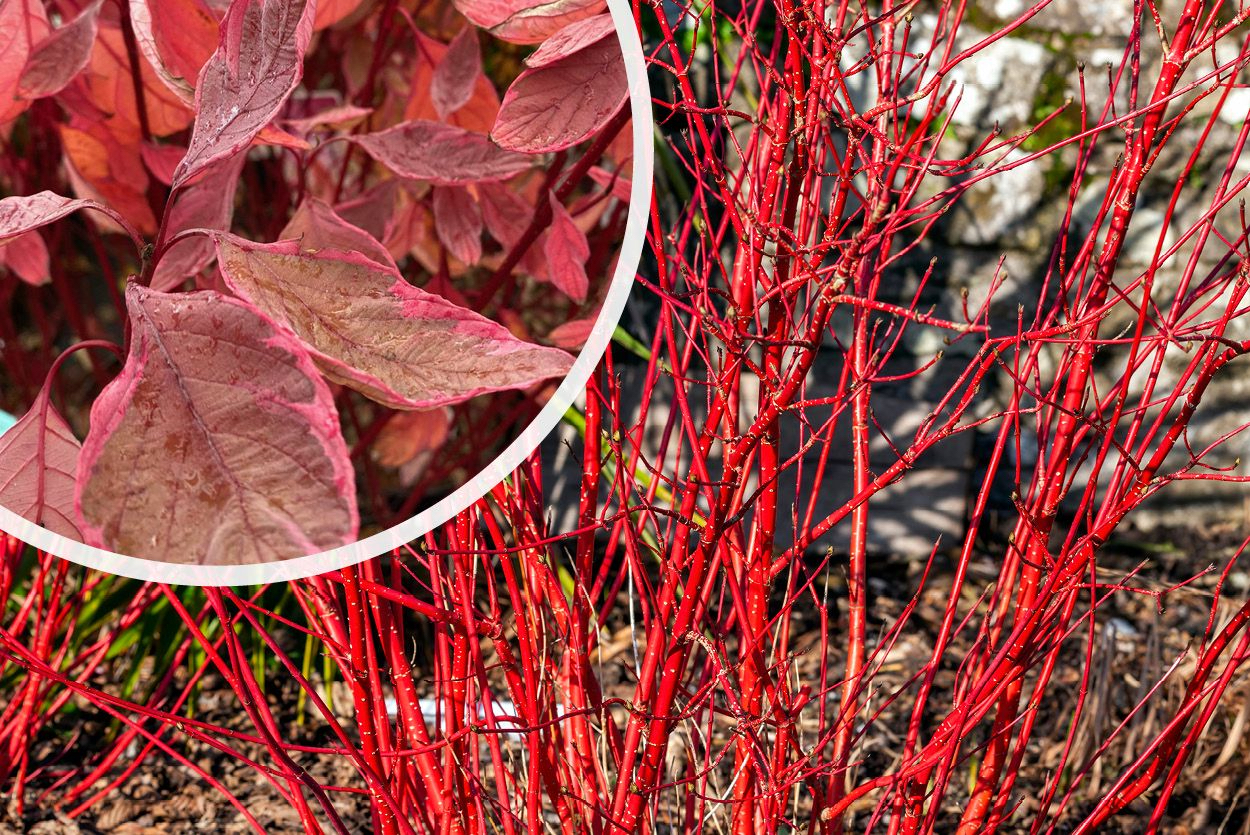 Cornus alba "Miracle"