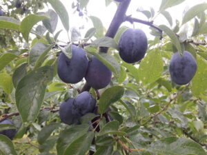Prunus domestica "Kressu"