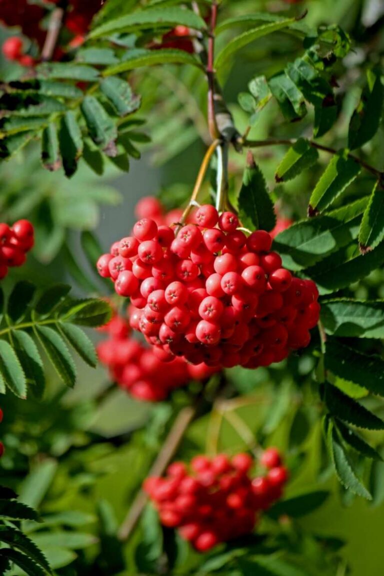Sorbus "Alaja krupnaja"