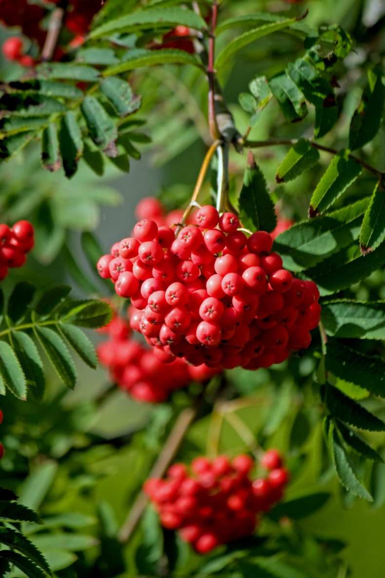 Sorbus "Alaja krupnaja"