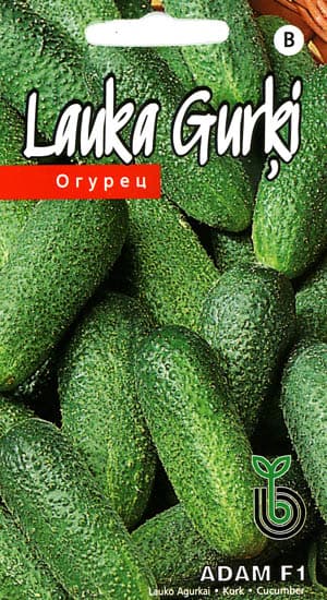 Kurkku "Adam H" KURZEMES SĒKLAS 15 siementä