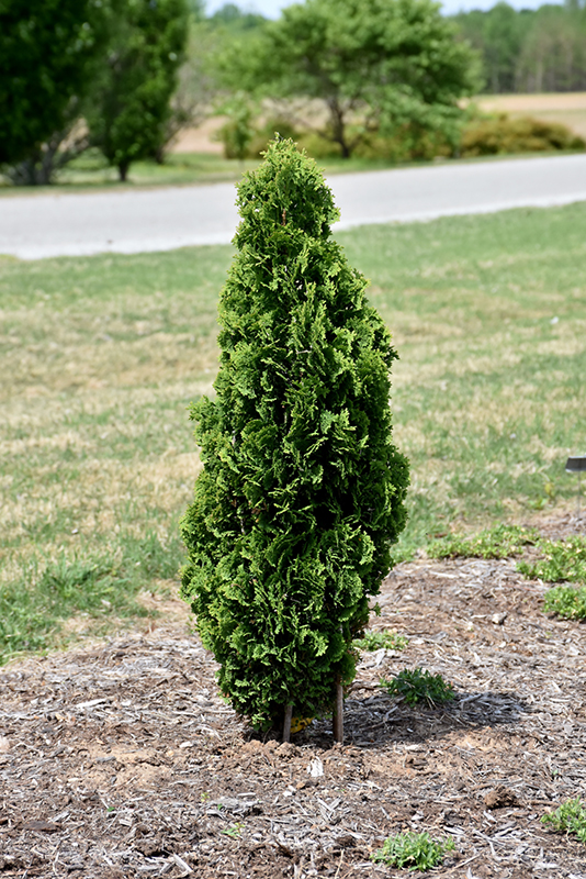 Thuja occidentalis "Brobeck's Tower"