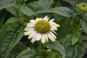 Echinacea "Prairie Blaze Green"