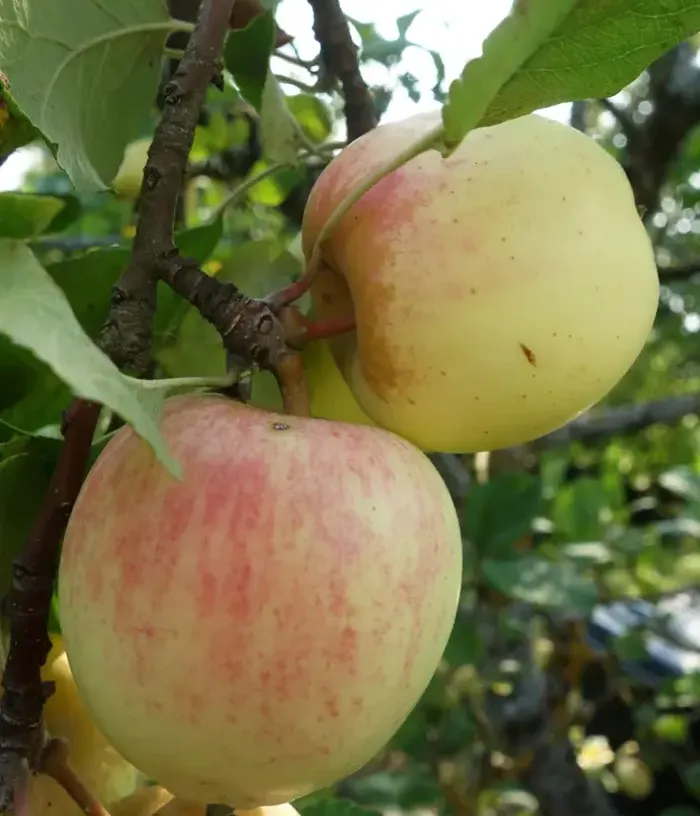 Malus domestica "Liivi kuldrenett" väike