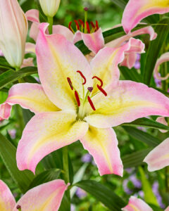 Lilium "Hokus Pokus"