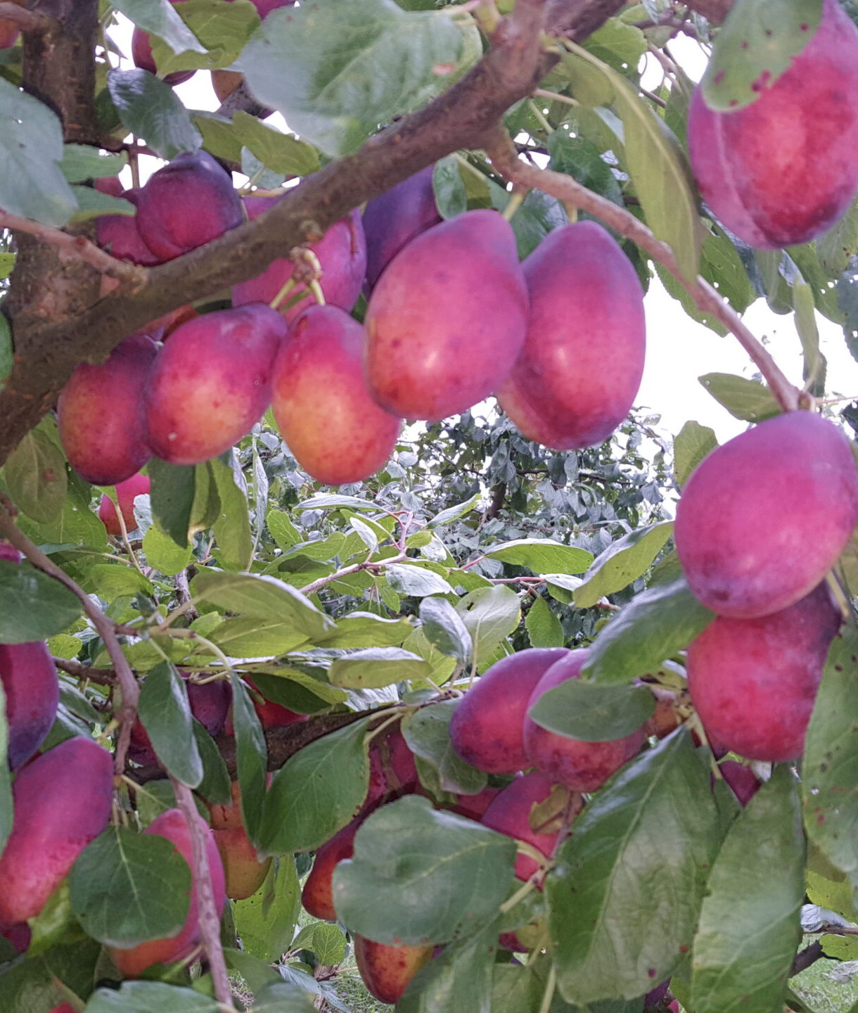 Prunus domestica "Laine"
