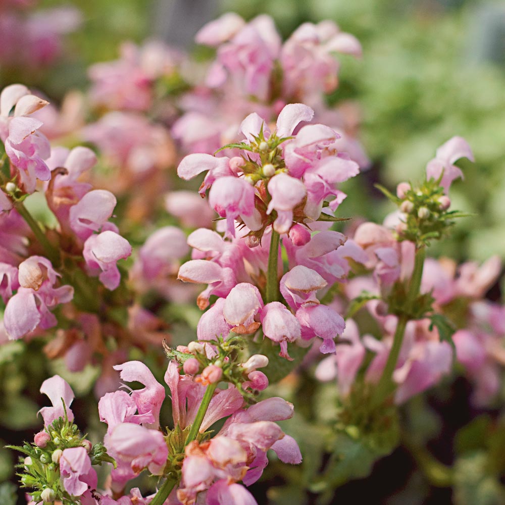 Lamium maculatum "Pink Pewter"