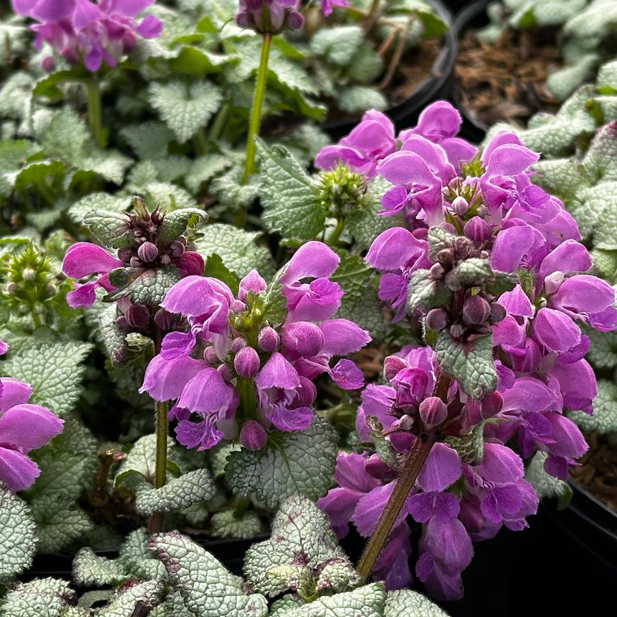 Lamium maculatum "Red Nancy"