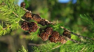 Larix decidua