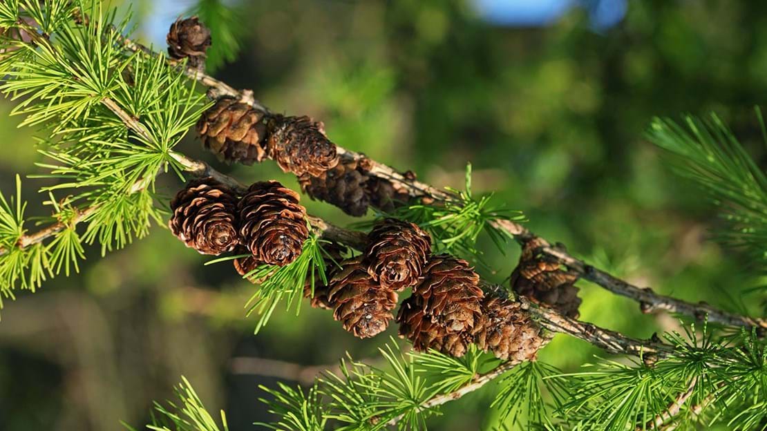 Larix decidua